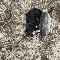 Naupactus leucoloma (White-fringed weevil) at Campbell, ACT - 11 Mar 2023 by Hejor1