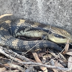 Tiliqua scincoides scincoides (Eastern Blue-tongue) at Mount Pleasant - 11 Mar 2023 by Hejor1