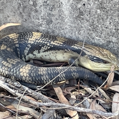 Tiliqua scincoides scincoides (Eastern Blue-tongue) at Mount Ainslie to Black Mountain - 11 Mar 2023 by Hejor1