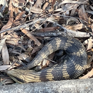 Tiliqua scincoides scincoides at Campbell, ACT - 11 Mar 2023 03:40 PM