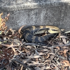 Tiliqua scincoides scincoides at Campbell, ACT - 11 Mar 2023 03:40 PM