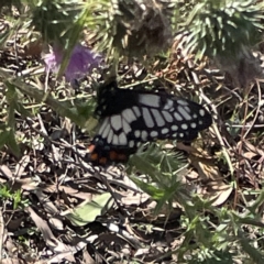 Papilio anactus (Dainty Swallowtail) at Mount Pleasant - 11 Mar 2023 by Hejor1