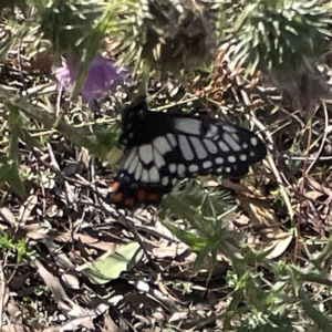 Papilio anactus at Campbell, ACT - 11 Mar 2023