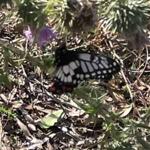 Papilio anactus at Campbell, ACT - 11 Mar 2023 03:36 PM