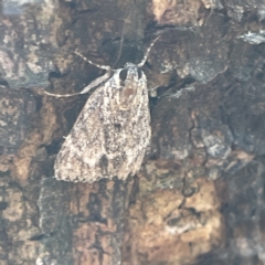 Spectrotrota fimbrialis (A Pyralid moth) at Mount Ainslie to Black Mountain - 11 Mar 2023 by Hejor1