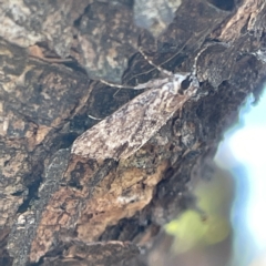 Spectrotrota fimbrialis at Campbell, ACT - 11 Mar 2023 03:34 PM