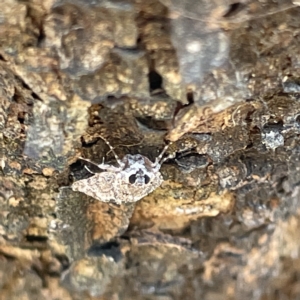 Spectrotrota fimbrialis at Campbell, ACT - 11 Mar 2023 03:34 PM