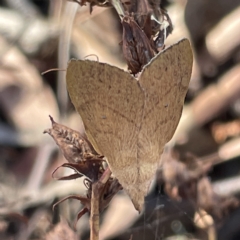 Pararguda nasuta (Wattle Snout Moth) at Mount Ainslie to Black Mountain - 11 Mar 2023 by Hejor1