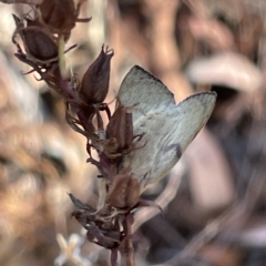 Pararguda nasuta at Campbell, ACT - 11 Mar 2023