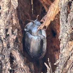 Pterohelaeus piceus (Pie-dish beetle) at Campbell, ACT - 11 Mar 2023 by Hejor1