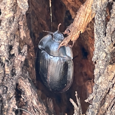 Pterohelaeus piceus (Pie-dish beetle) at Mount Ainslie to Black Mountain - 11 Mar 2023 by Hejor1