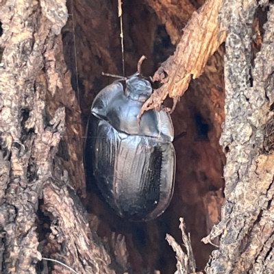 Pterohelaeus piceus (Pie-dish beetle) at Campbell, ACT - 11 Mar 2023 by Hejor1