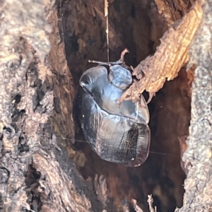 Pterohelaeus piceus at Campbell, ACT - 11 Mar 2023 03:17 PM