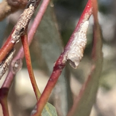 Chaetophyes compacta (Tube spittlebug) at Mount Pleasant - 11 Mar 2023 by Hejor1