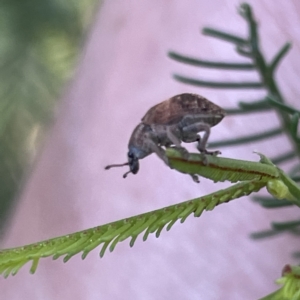 Oxyops sp. (genus) at Campbell, ACT - 11 Mar 2023