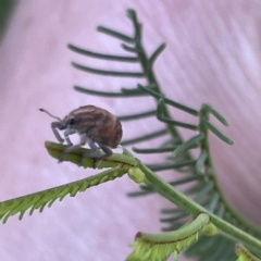 Oxyops sp. (genus) at Campbell, ACT - 11 Mar 2023