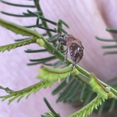 Oxyops sp. (genus) at Campbell, ACT - 11 Mar 2023