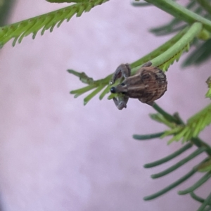 Oxyops sp. (genus) at Campbell, ACT - 11 Mar 2023