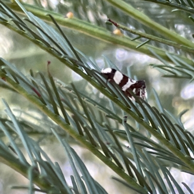 Isomoralla gephyrota (A Concealer moth) at Campbell, ACT - 11 Mar 2023 by Hejor1