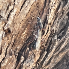 Myrmecia sp. (genus) (Bull ant or Jack Jumper) at Mount Pleasant - 11 Mar 2023 by Hejor1