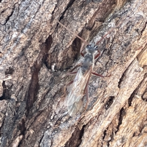 Myrmecia sp. (genus) at Campbell, ACT - 11 Mar 2023 02:43 PM