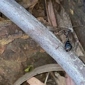 Myrmecia sp. (genus) at Campbell, ACT - 11 Mar 2023 02:43 PM