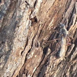 Myrmecia sp. (genus) at Campbell, ACT - 11 Mar 2023 02:43 PM