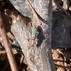Chauliognathus tricolor (Tricolor soldier beetle) at Mount Pleasant - 11 Mar 2023 by Hejor1