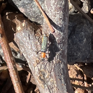 Chauliognathus tricolor at Campbell, ACT - 11 Mar 2023