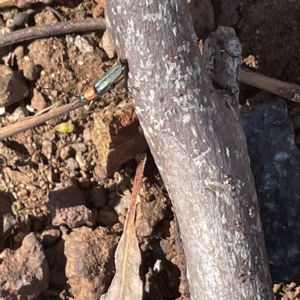 Chauliognathus tricolor at Campbell, ACT - 11 Mar 2023