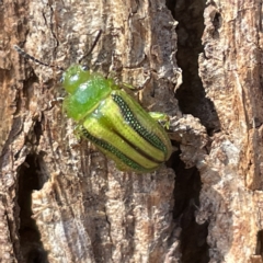 Calomela juncta (Leaf beetle) at Campbell, ACT - 11 Mar 2023 by Hejor1