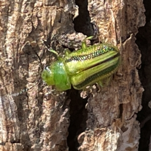 Calomela juncta at Campbell, ACT - 11 Mar 2023 02:39 PM