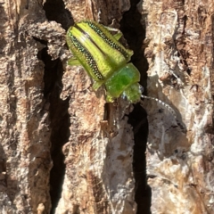 Calomela juncta at Campbell, ACT - 11 Mar 2023 02:39 PM