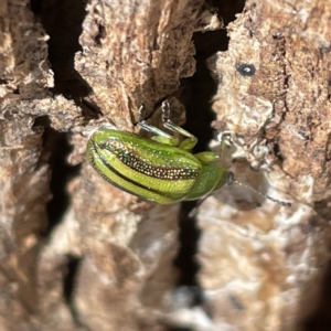 Calomela juncta at Campbell, ACT - 11 Mar 2023 02:39 PM