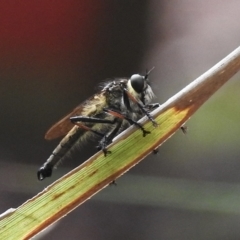 Zosteria rosevillensis (A robber fly) at Burradoo - 17 Feb 2023 by GlossyGal