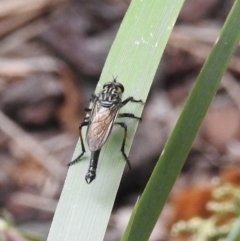 Zosteria rosevillensis at Burradoo, NSW - 17 Feb 2023