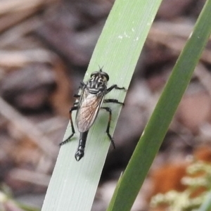 Zosteria rosevillensis at suppressed - 17 Feb 2023
