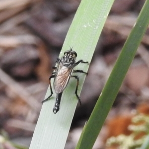 Zosteria rosevillensis at Burradoo, NSW - 17 Feb 2023