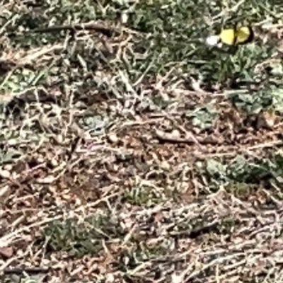 Gastrimargus musicus (Yellow-winged Locust or Grasshopper) at Mount Ainslie to Black Mountain - 11 Mar 2023 by Hejor1