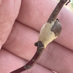 Eucalyptus insect gall at Mount Ainslie to Black Mountain - 11 Mar 2023 by Hejor1