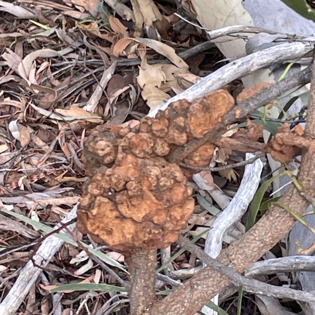Uromycladium sp. at Campbell, ACT - 11 Mar 2023