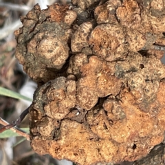 Uromycladium sp. at Campbell, ACT - 11 Mar 2023 04:05 PM