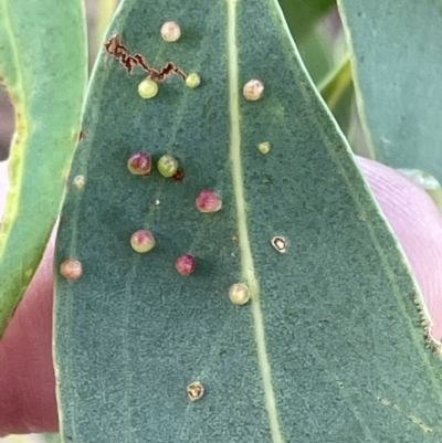 Eucalyptus insect gall at Campbell, ACT - 11 Mar 2023 by Hejor1