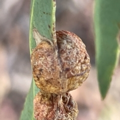 Eucalyptus insect gall at Mount Ainslie to Black Mountain - 11 Mar 2023 by Hejor1