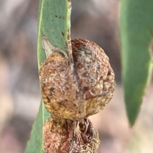 Eucalyptus insect gall at Campbell, ACT - 11 Mar 2023