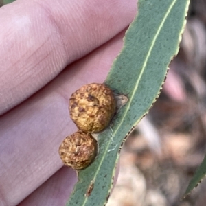 Eucalyptus insect gall at Campbell, ACT - 11 Mar 2023