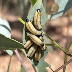 Paropsisterna cloelia (Eucalyptus variegated beetle) at Mount Pleasant - 11 Mar 2023 by Hejor1