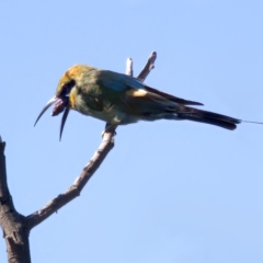 Merops ornatus (Rainbow Bee-eater) at Stromlo, ACT - 26 Feb 2023 by KorinneM