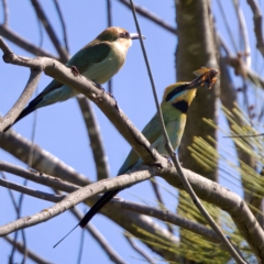 Merops ornatus at Stromlo, ACT - 26 Feb 2023