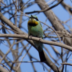 Merops ornatus at Stromlo, ACT - 26 Feb 2023